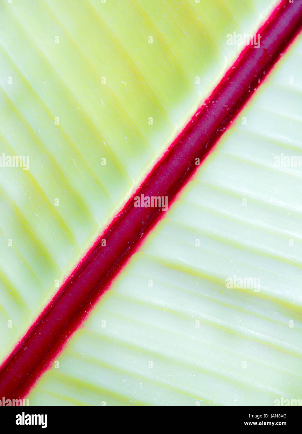 Aabstract organic texture background of a green leaf Stock Photo