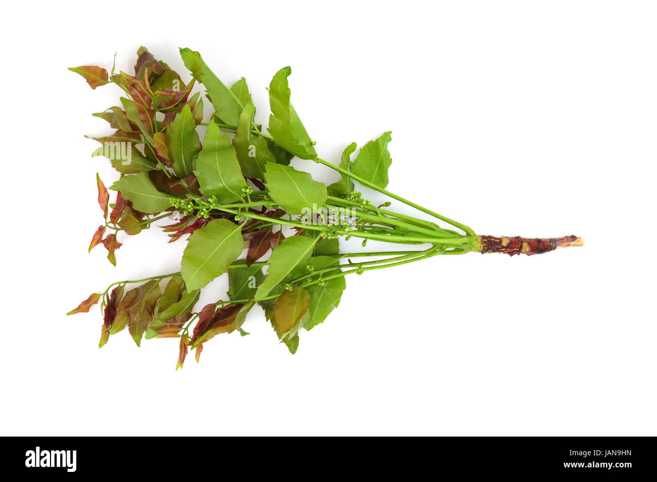 Neem plant Cut Out Stock Images & Pictures Alamy