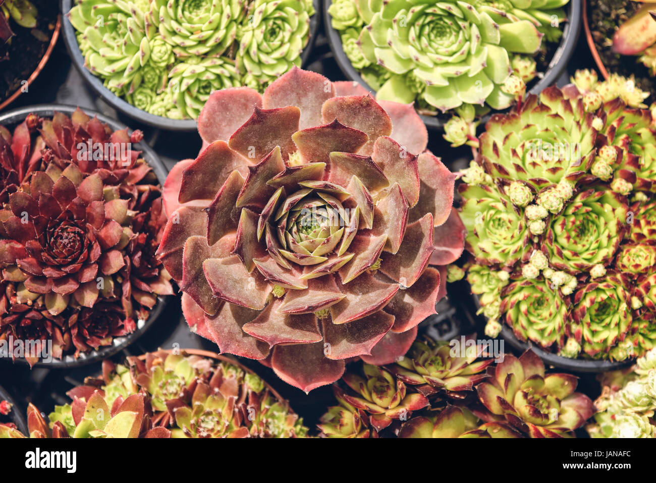 Potted succulents hi-res stock photography and images - Alamy