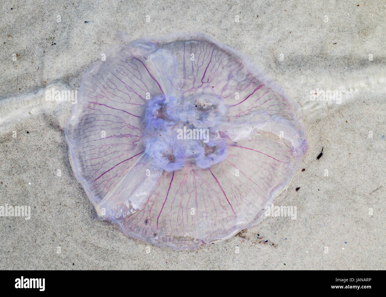 jellyfish in the sand Stock Photo