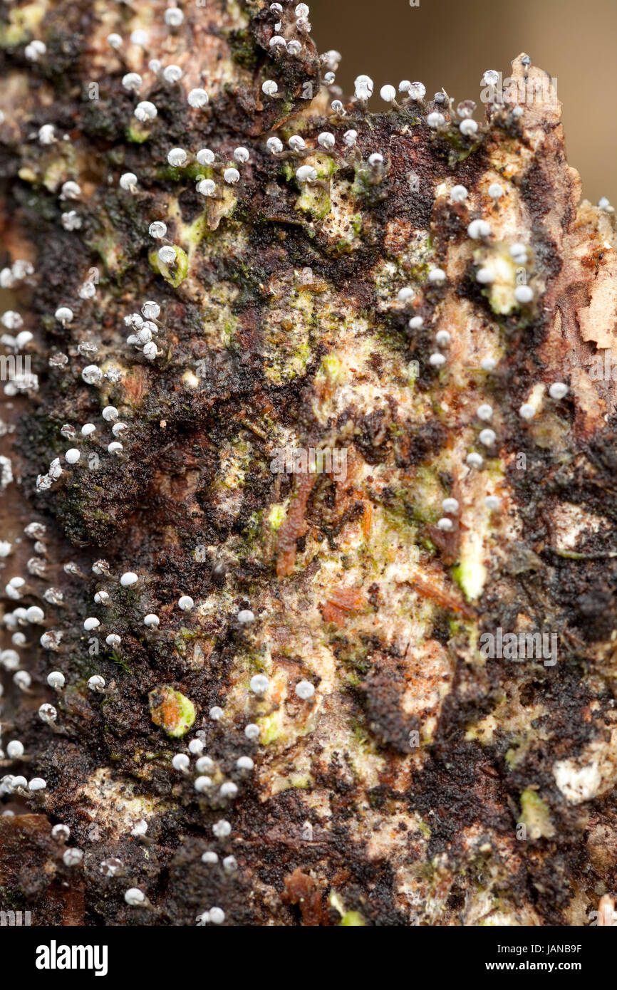 little mushroom (Physarum nutans) on rotten trunk Stock Photo