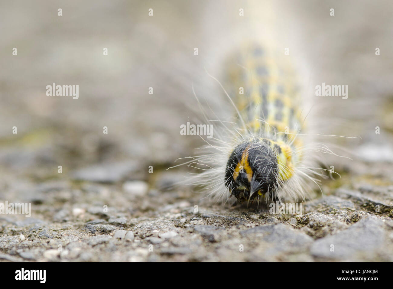 Black caterpillar long hair hires stock photography and images Alamy