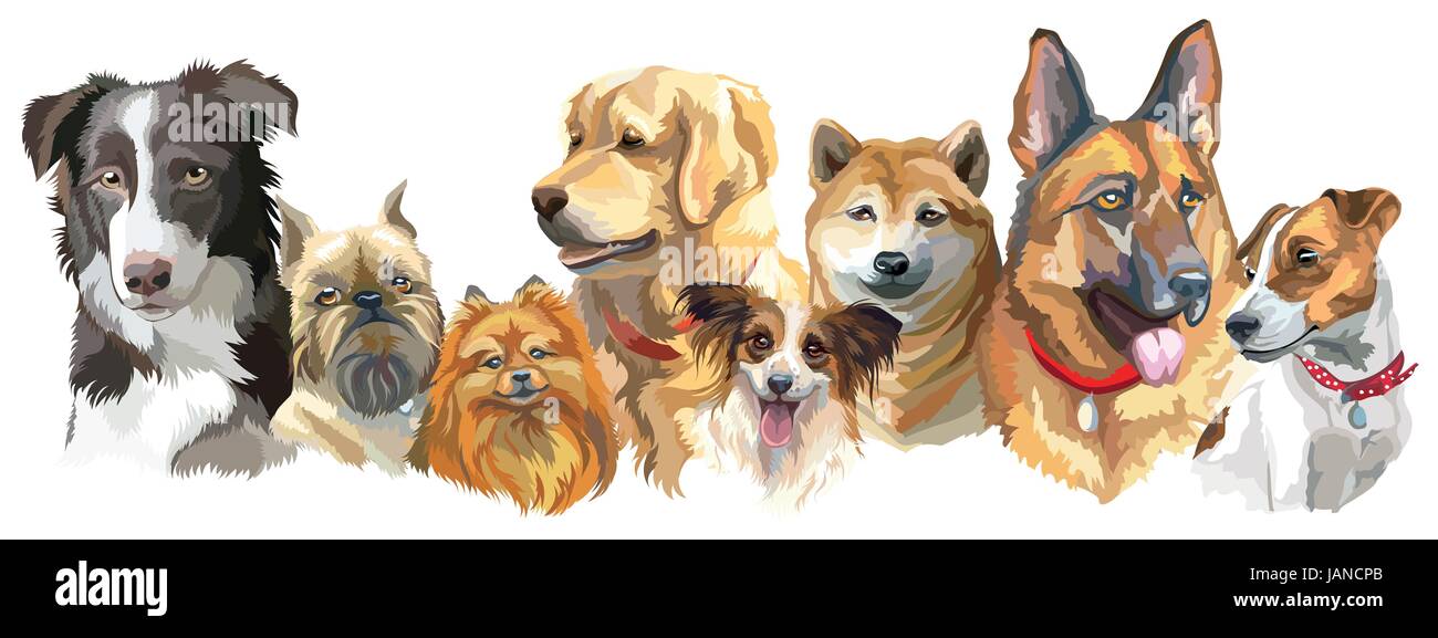 Set Of Colorful Vector Portraits Of Different Dog Breeds