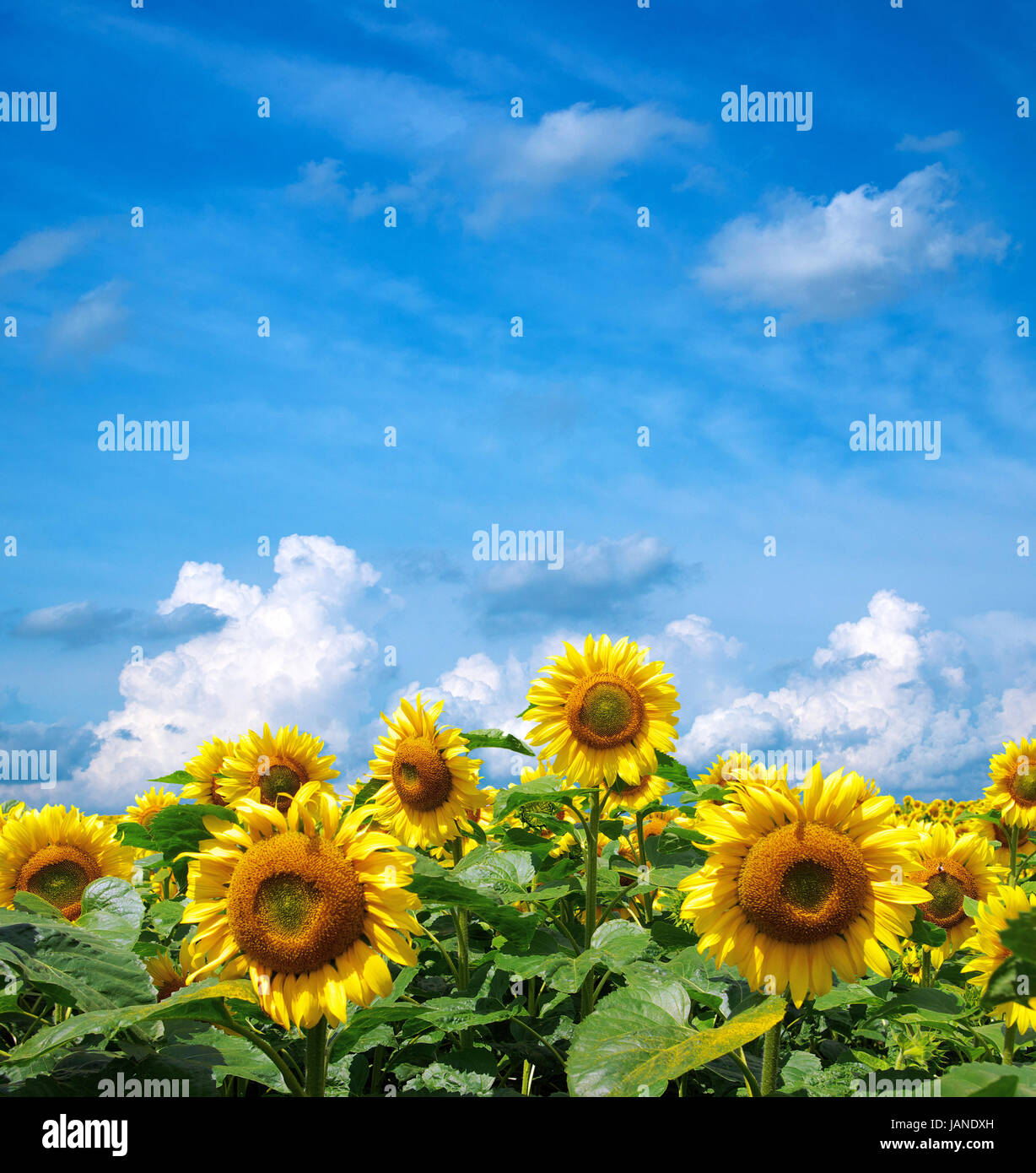 sunflower field over cloudy blue sky Stock Photo - Alamy
