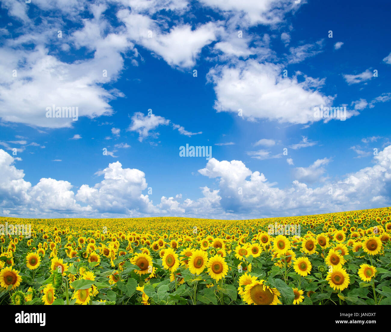 sunflower field over cloudy blue sky Stock Photo - Alamy