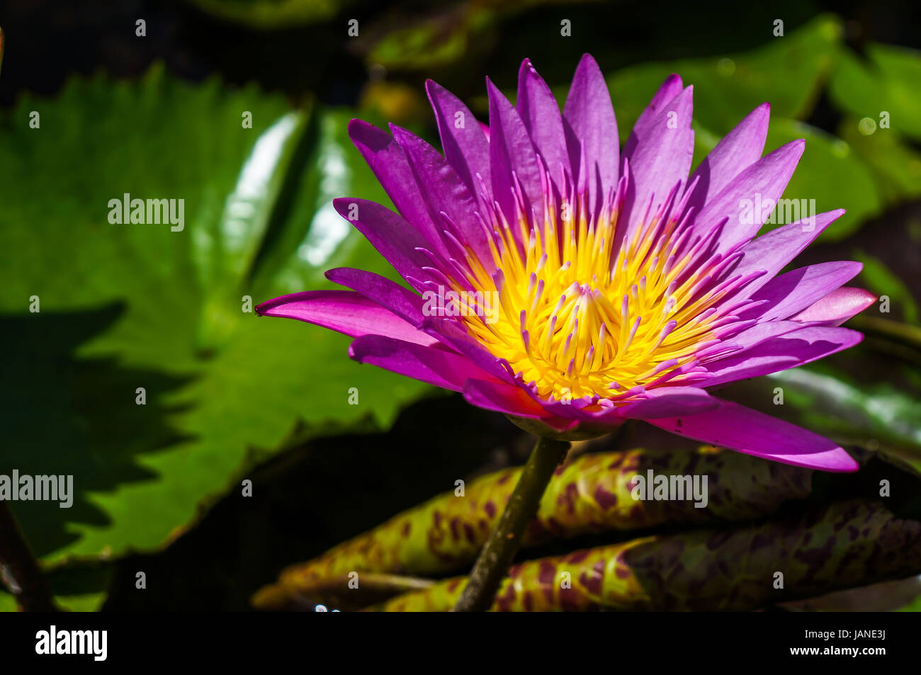 Lotus blooming in pond Stock Photo Alamy