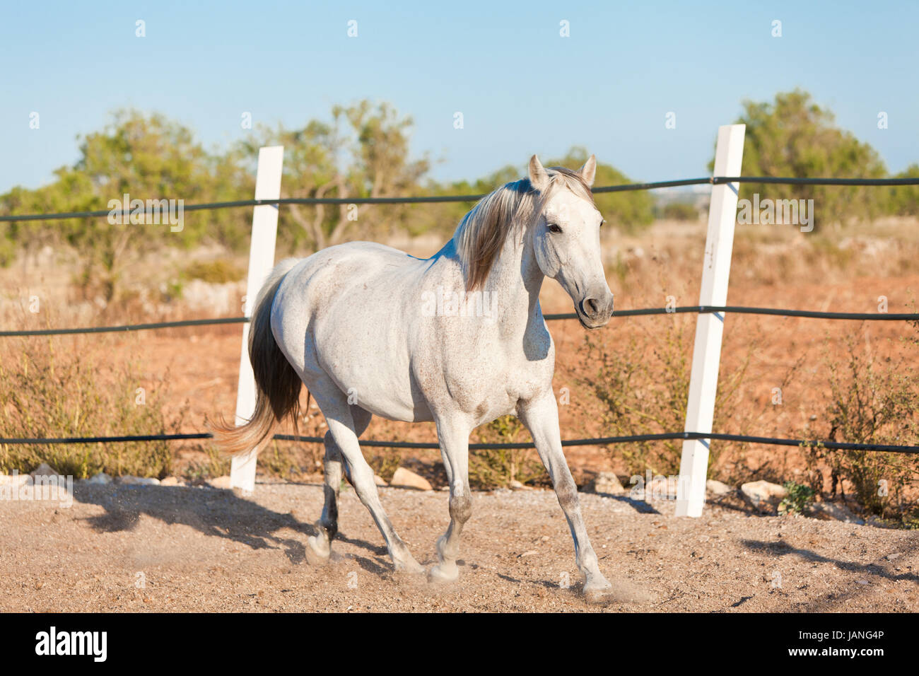 PRE Pura raza espanola pferde portrait im freien im sommer Stock Photo