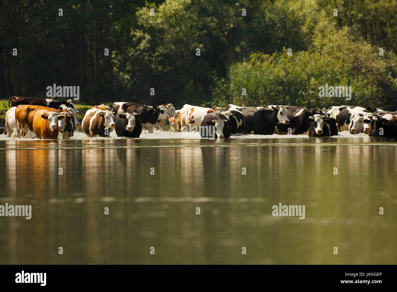 Cow grazing on a green field Stock Photo - Alamy