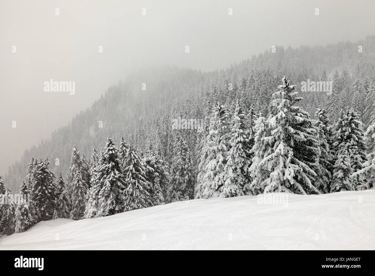 Forest in winter covered by snow Stock Photo - Alamy
