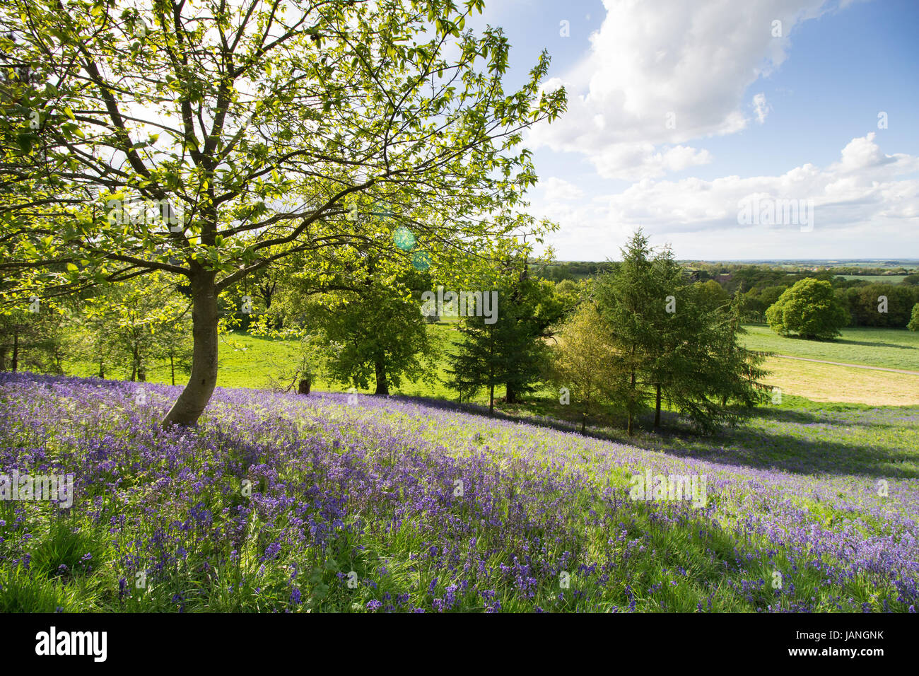 Bluebells in the grounds of Merevale Hall, North Warwickshire pictured during an open day Stock Photo