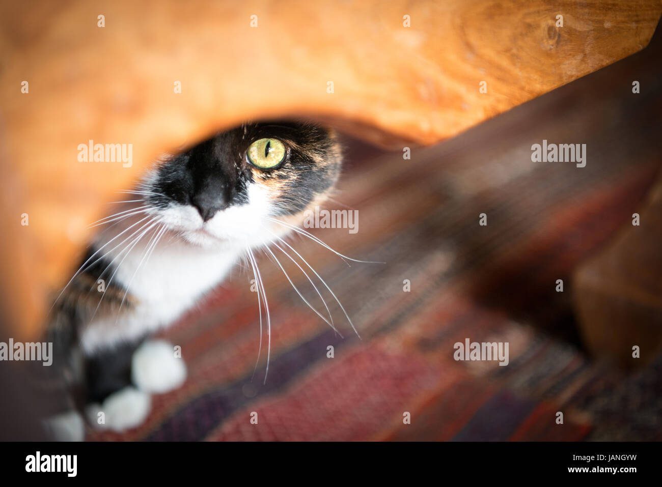 Beautiful calico cat peaking out from under a wooden table with pinpoint focus on the eye and shallow depth of field. Stock Photo