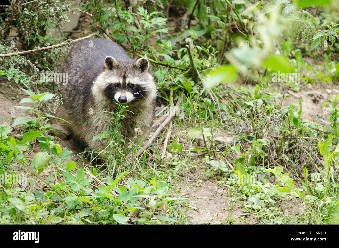 Raccoon walking through a green meadow and looking around Stock Photo ...