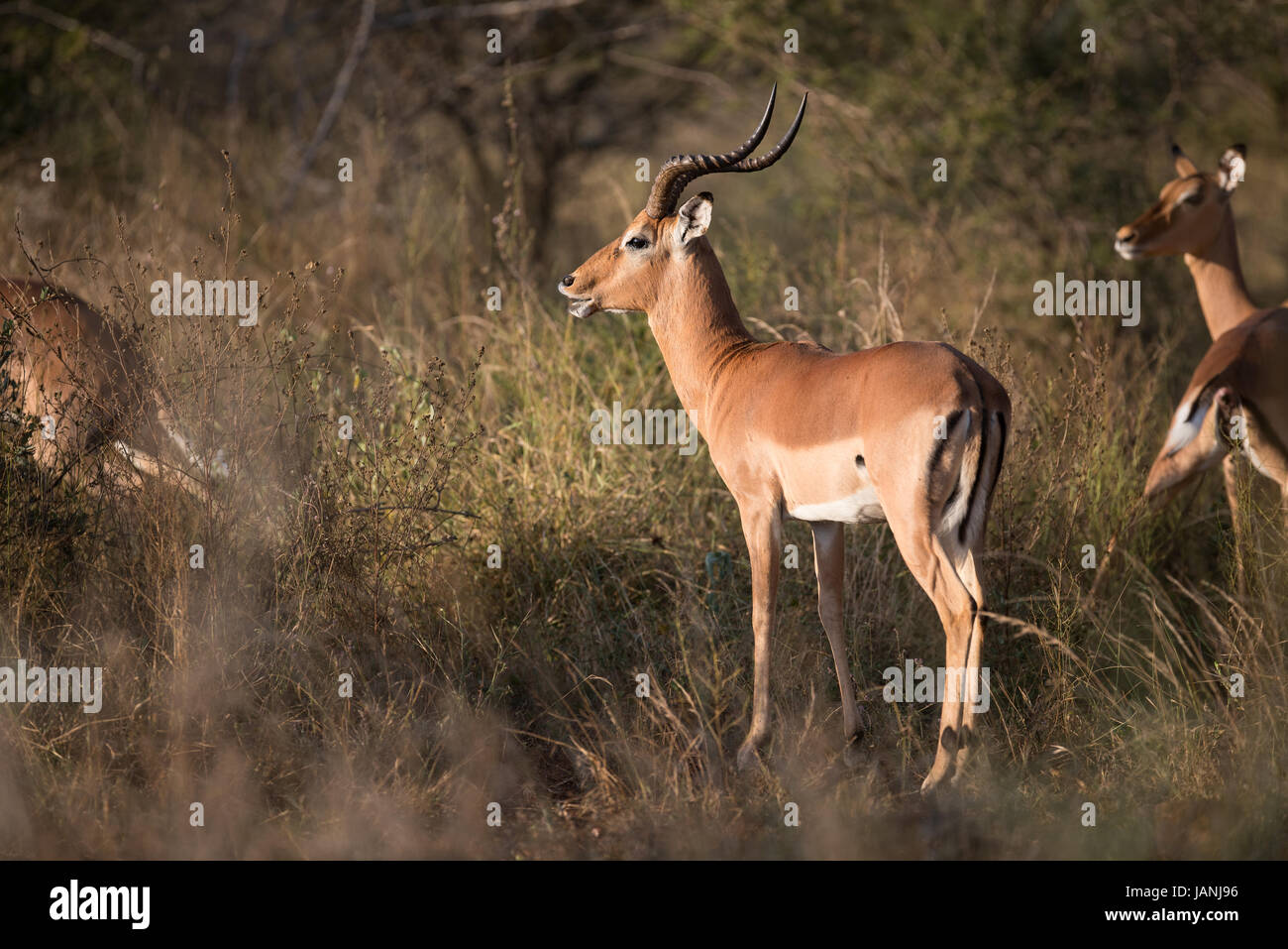 An impala ram calling during the rutting season Stock Photo