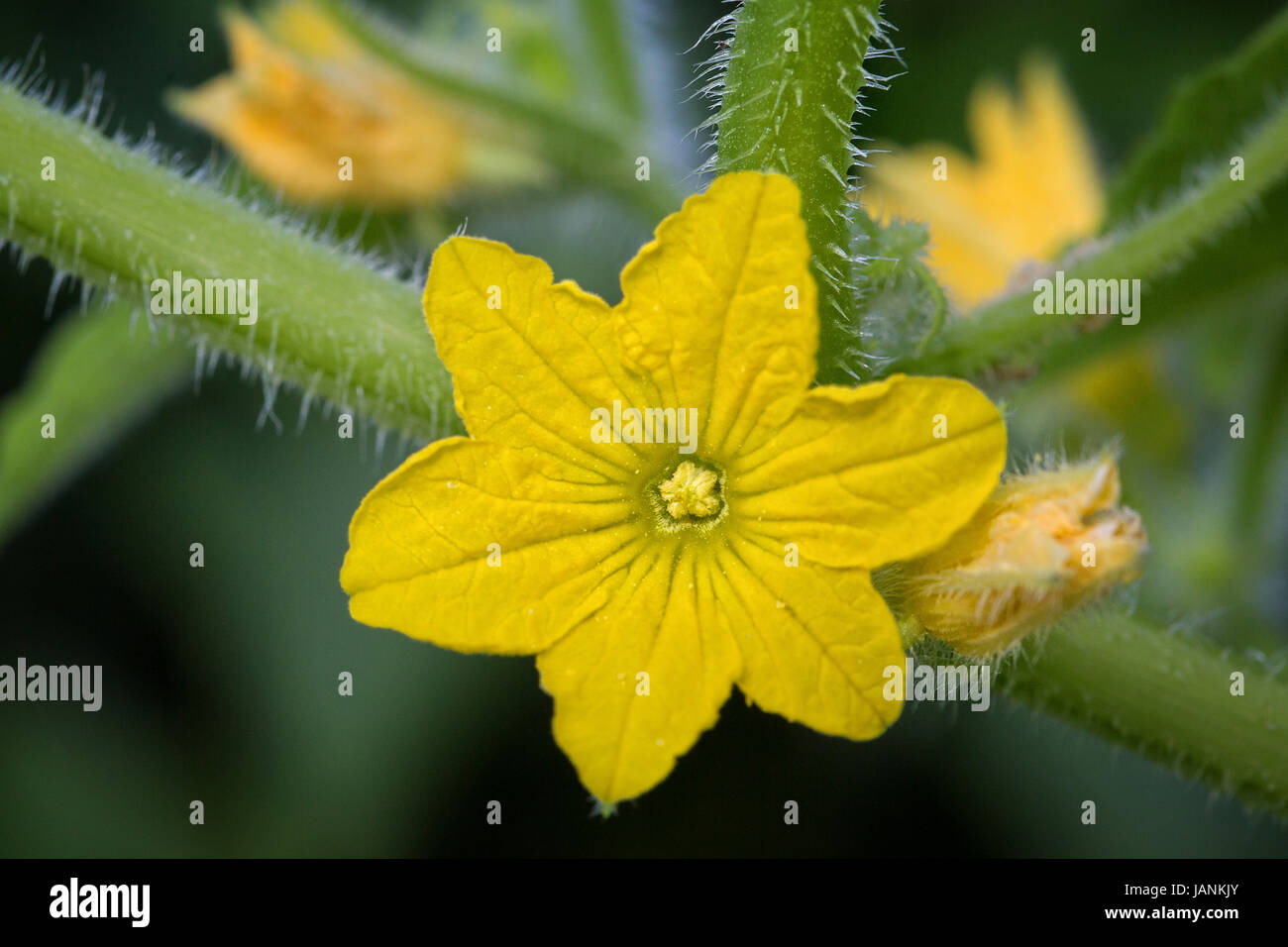 yellow zucchini squash flower up close Stock Photo Alamy
