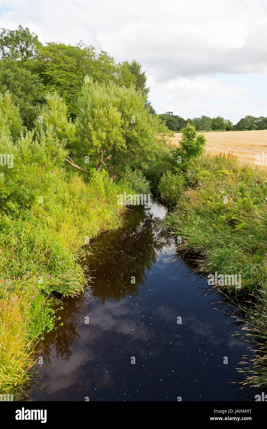 Stream alongside a field of Barley at Portsoy;Scotland Stock Photo