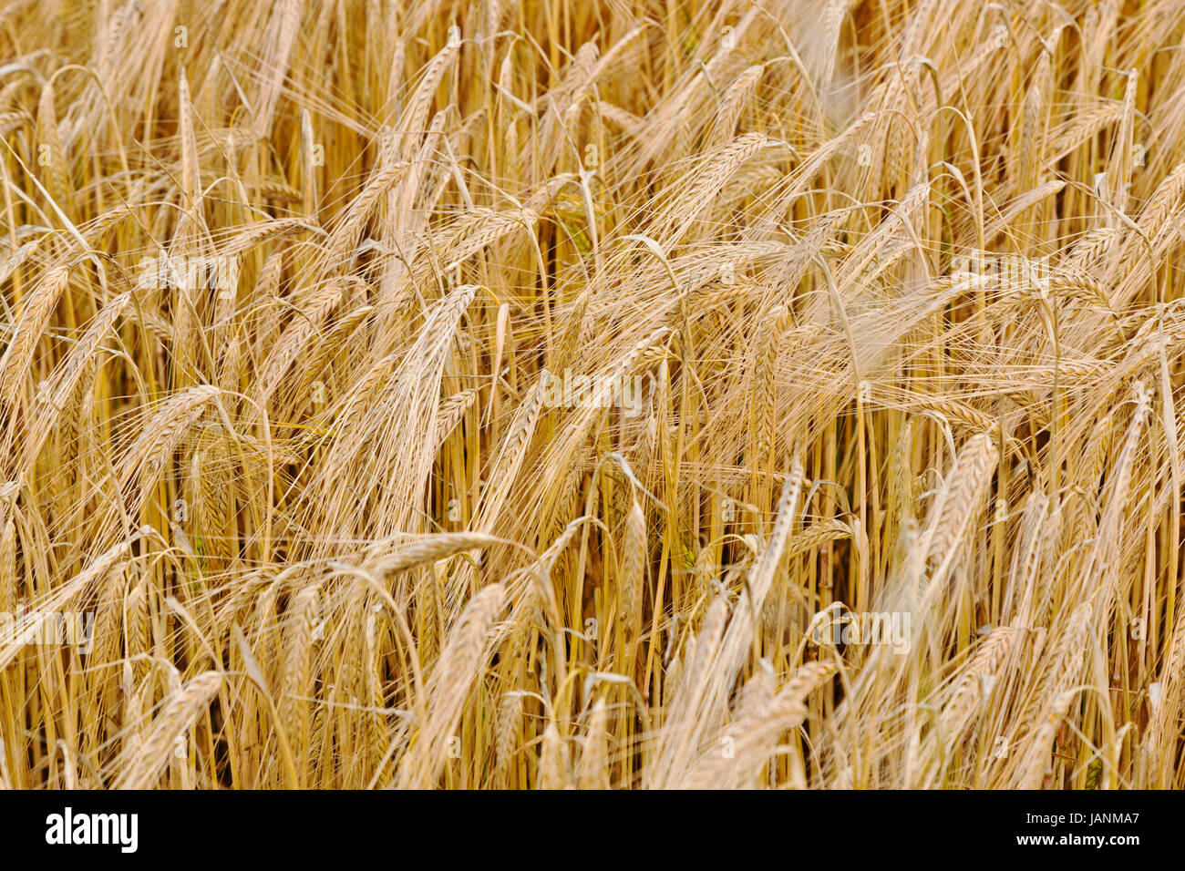 Field of Barley at Portsoy in Scotland Stock Photo