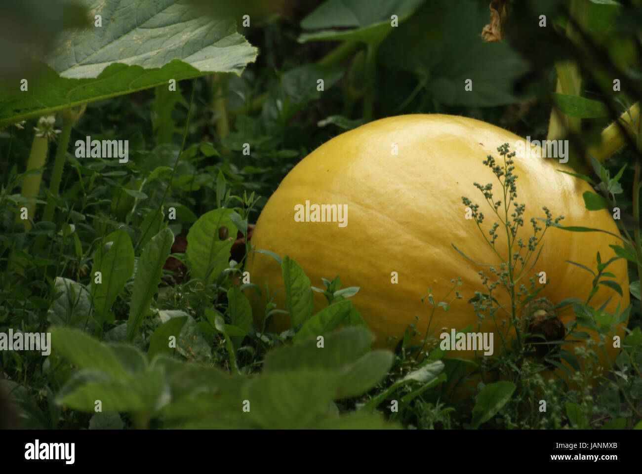 big yellow pumpkin growing in the grass Stock Photo - Alamy