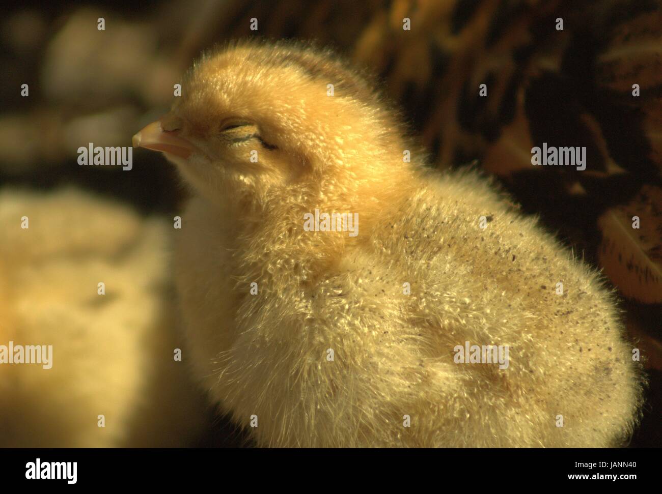 Baby Chick Falling Asleep In The Sunshine Stock Photo Alamy