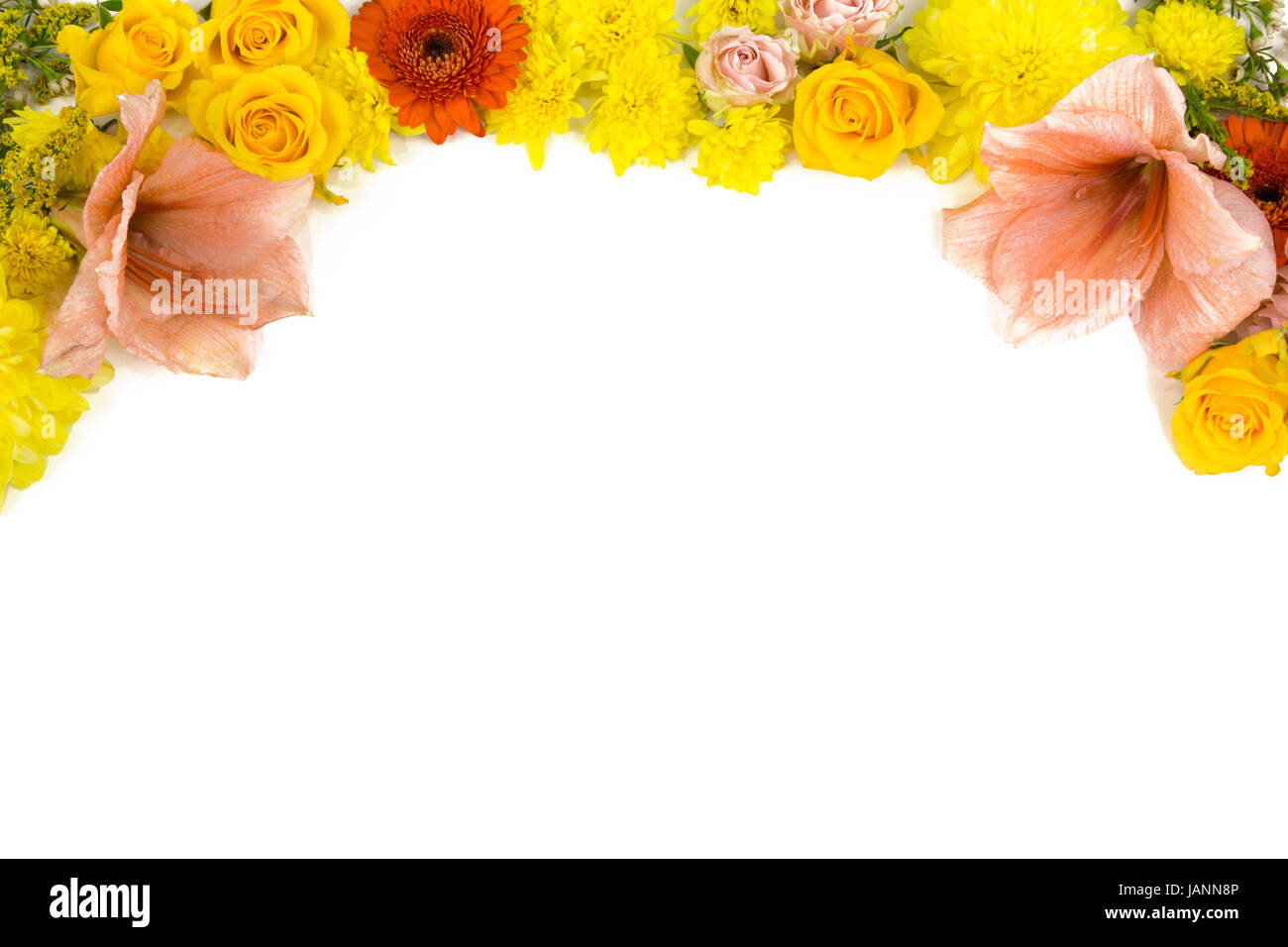 Einzelne Blüten, Rosen, Amaryllis, Chrysanthemen als Bildrahmen Stock Photo