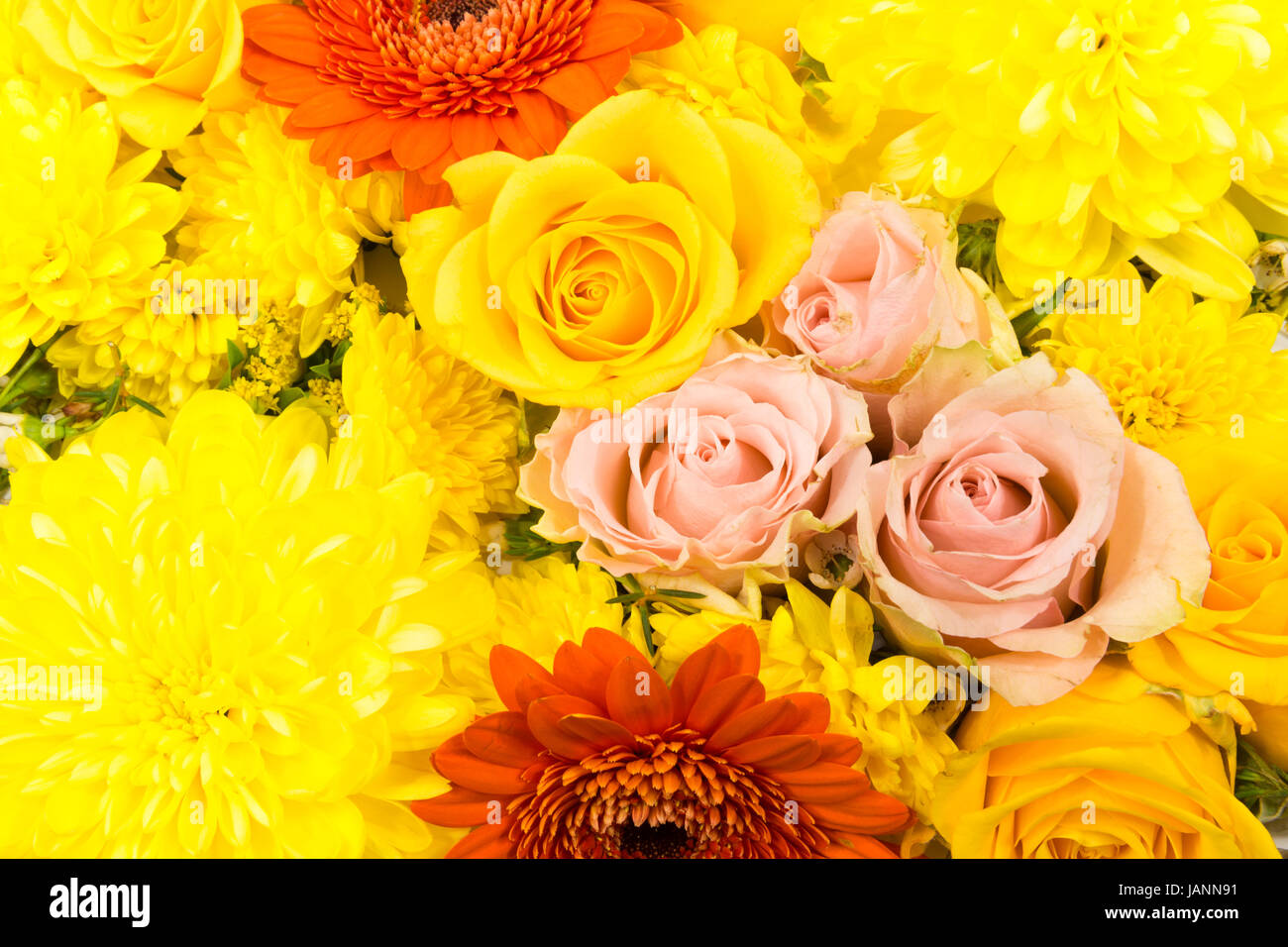 Einzelne Blüten, Rosen, Gerbera, Chrysanthemen als Blütenteppich Stock Photo