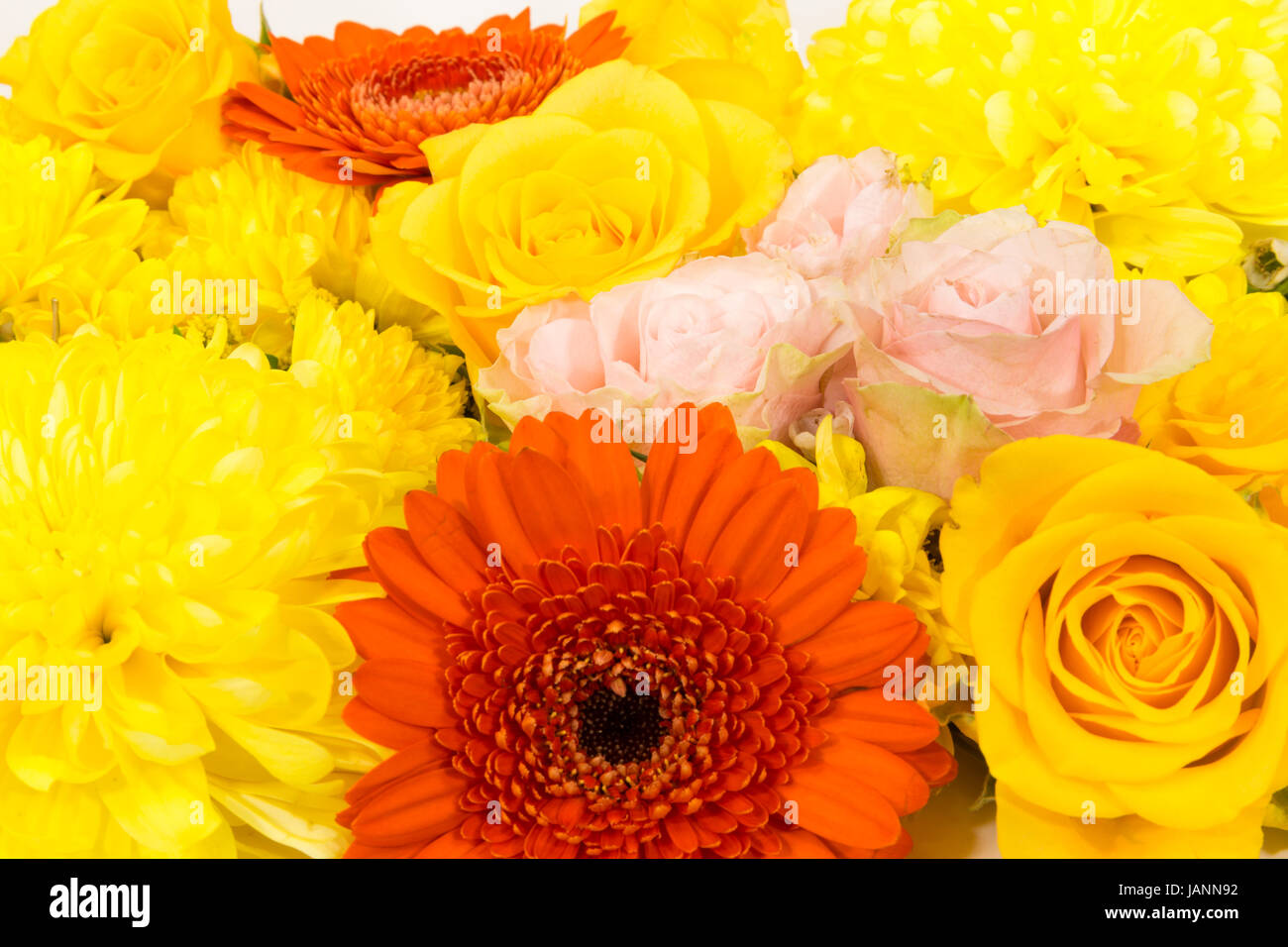 Einzelne Blüten, Rosen, Gerbera, Chrysanthemen als Blütenteppich Stock Photo