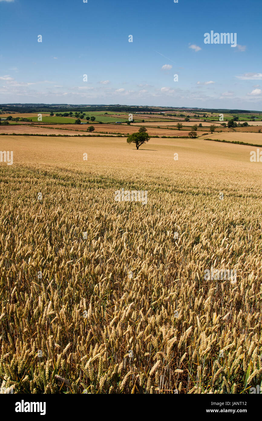 Landscape photography image of golden Wheat fields. Beautiful undulating patchwork of Wheat fields during summer in the British countryside Stock Photo