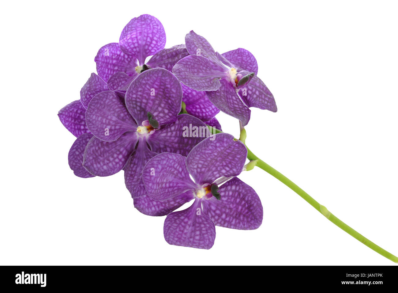 purple orchid flower isolate on white background Stock Photo