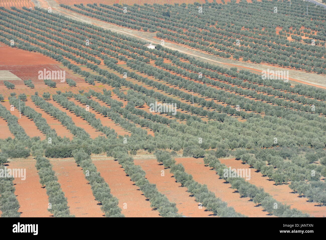 Vinegar tree branch hi-res stock photography and images - Alamy