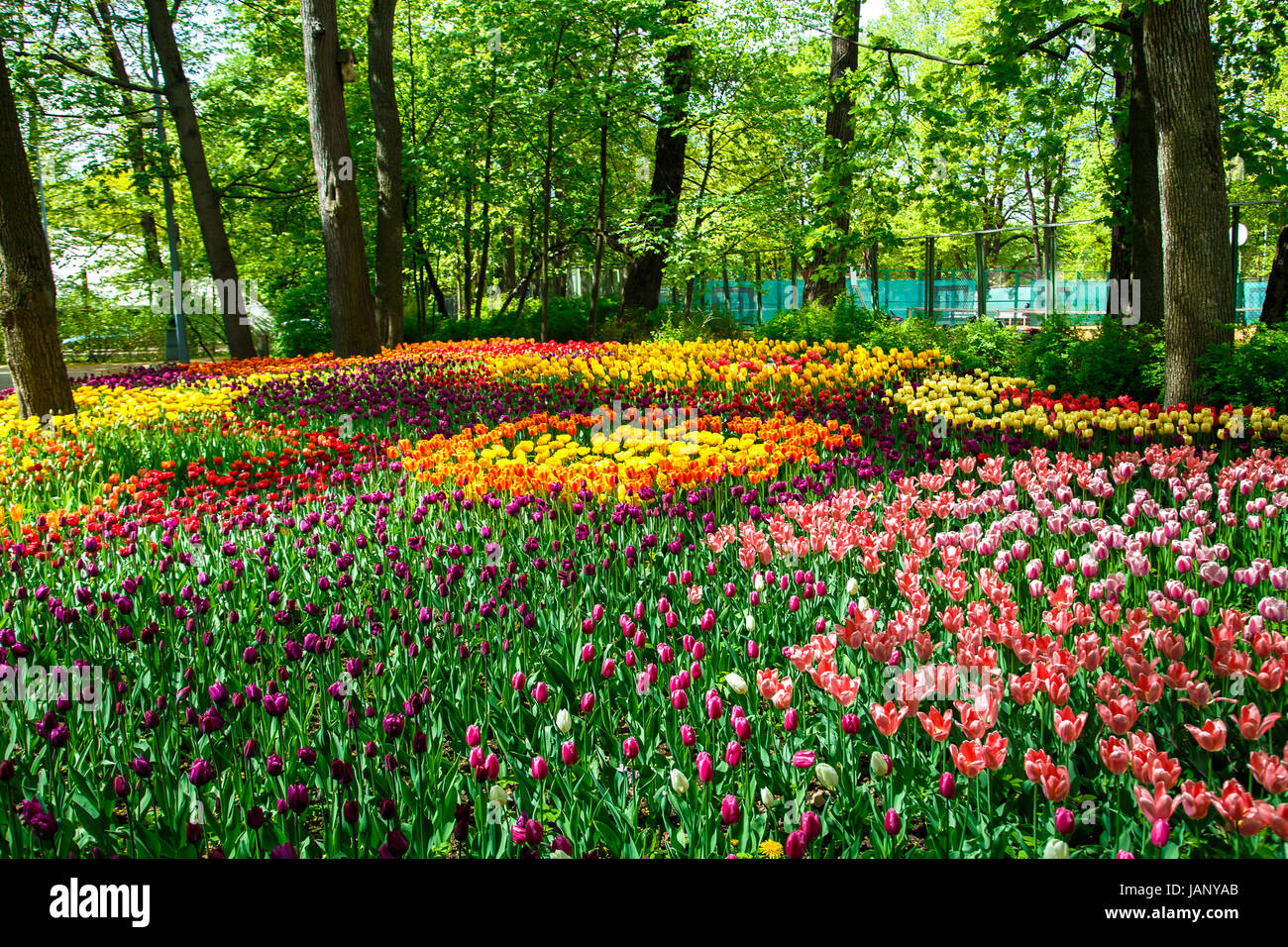 Amazing blooming tulips in the spring city park. Sunny day Stock Photo ...