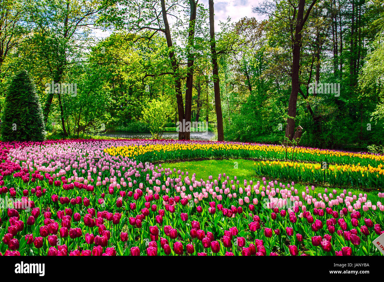 Amazing blooming tulips in the spring city park. Sunny day Stock Photo ...