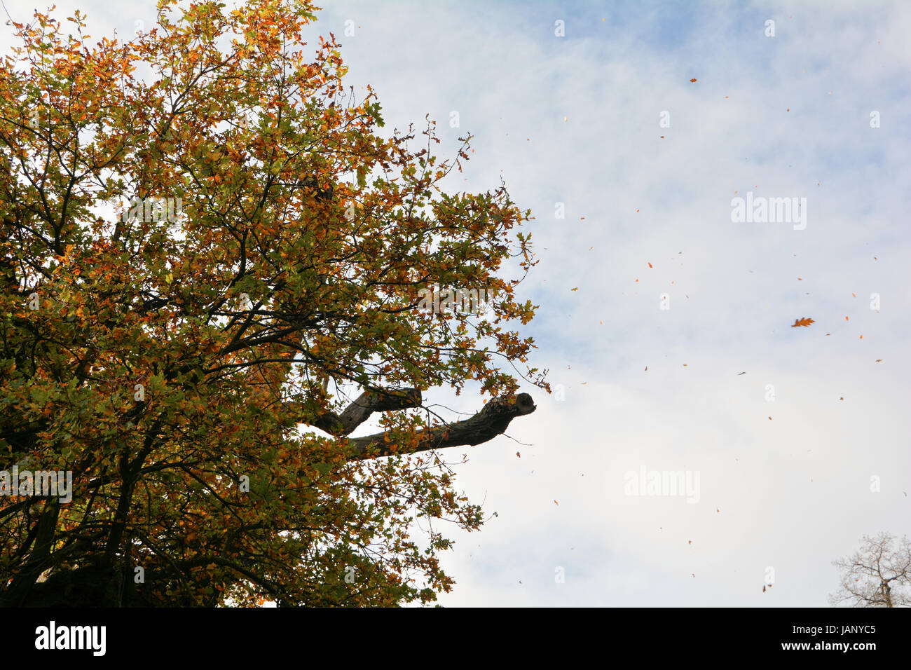flying leaves in autumn storm Stock Photo