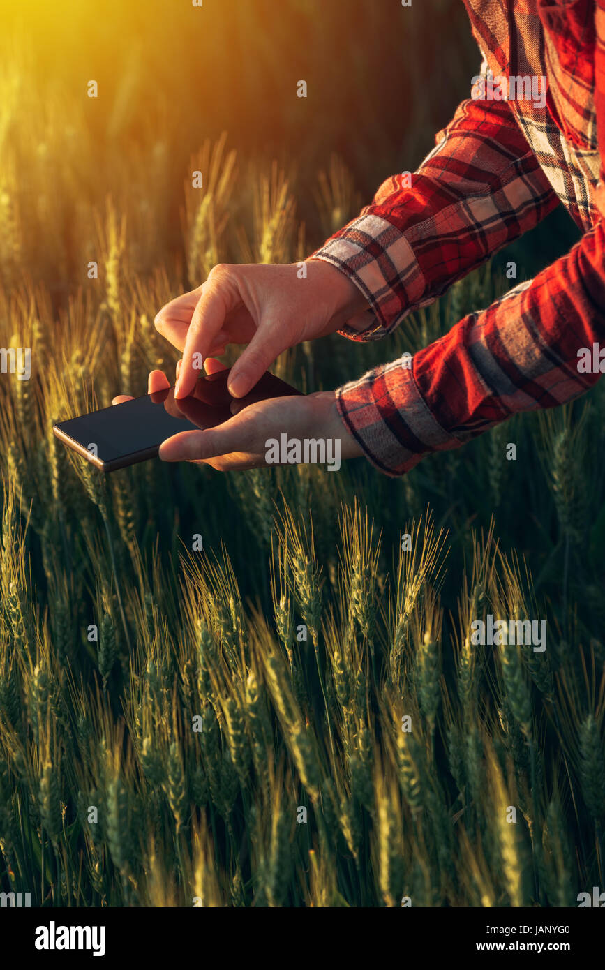 Agronomist using smart phone app to analyze crop development, female hands with mobile phone in cultivated wheat field Stock Photo
