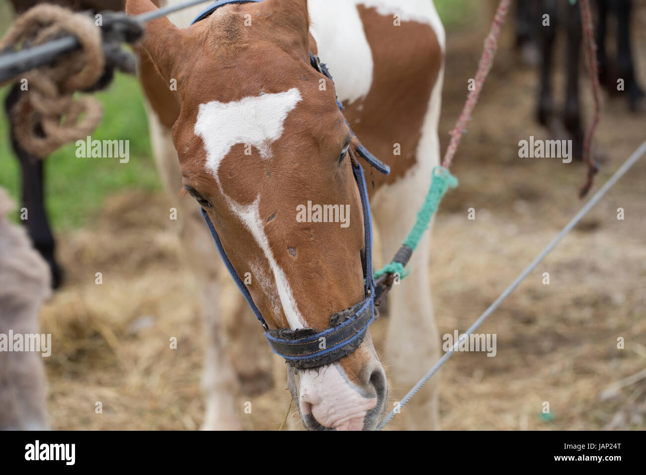 Horse with Heterochromia Iridum Stock Photo