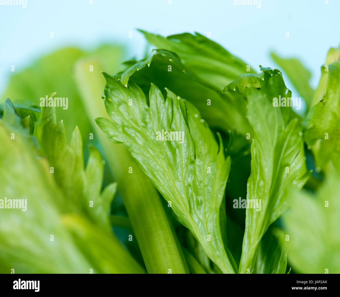 Celery leaves hires stock photography and images Alamy