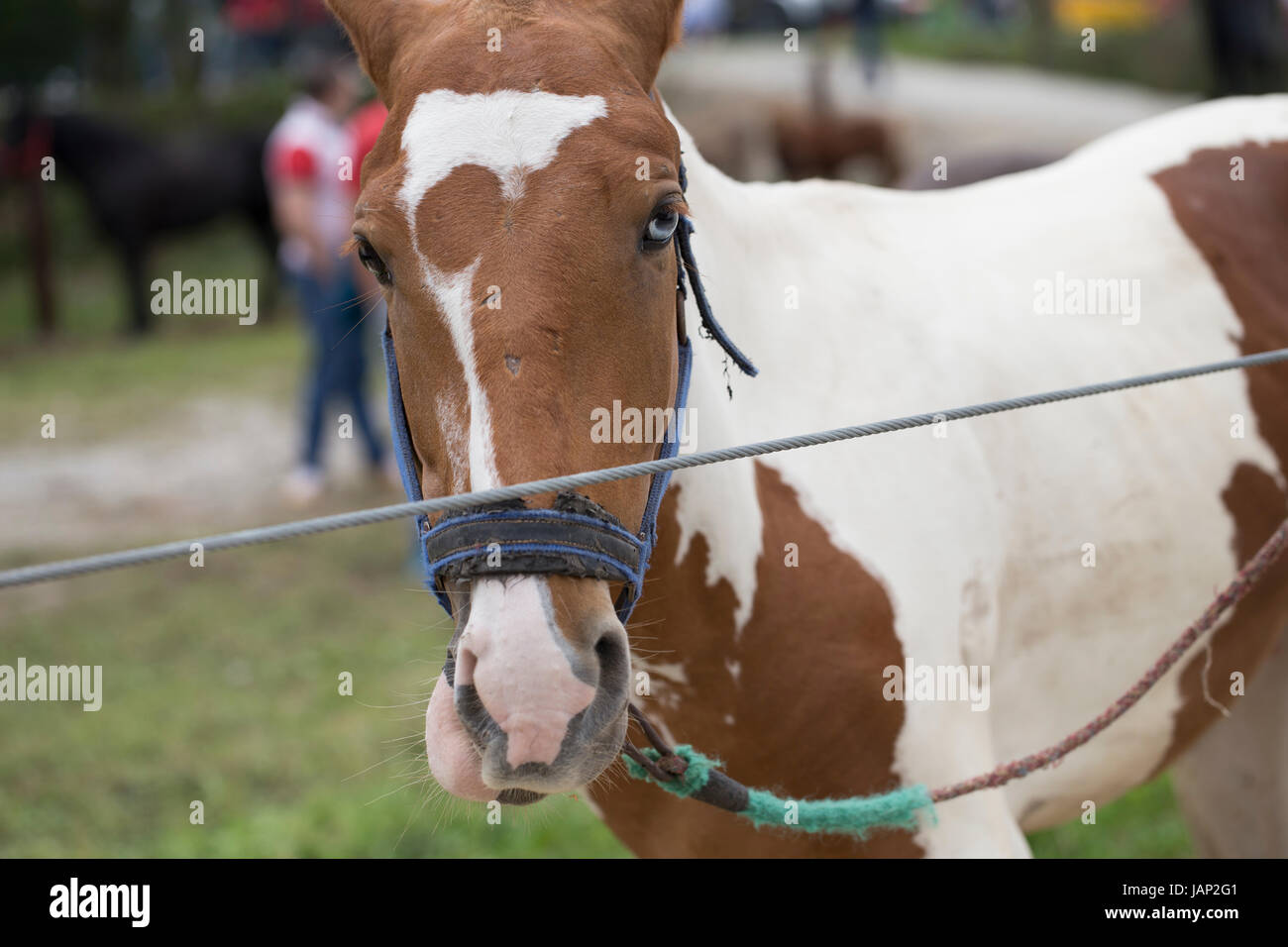 Horse with Heterochromia Iridum Stock Photo