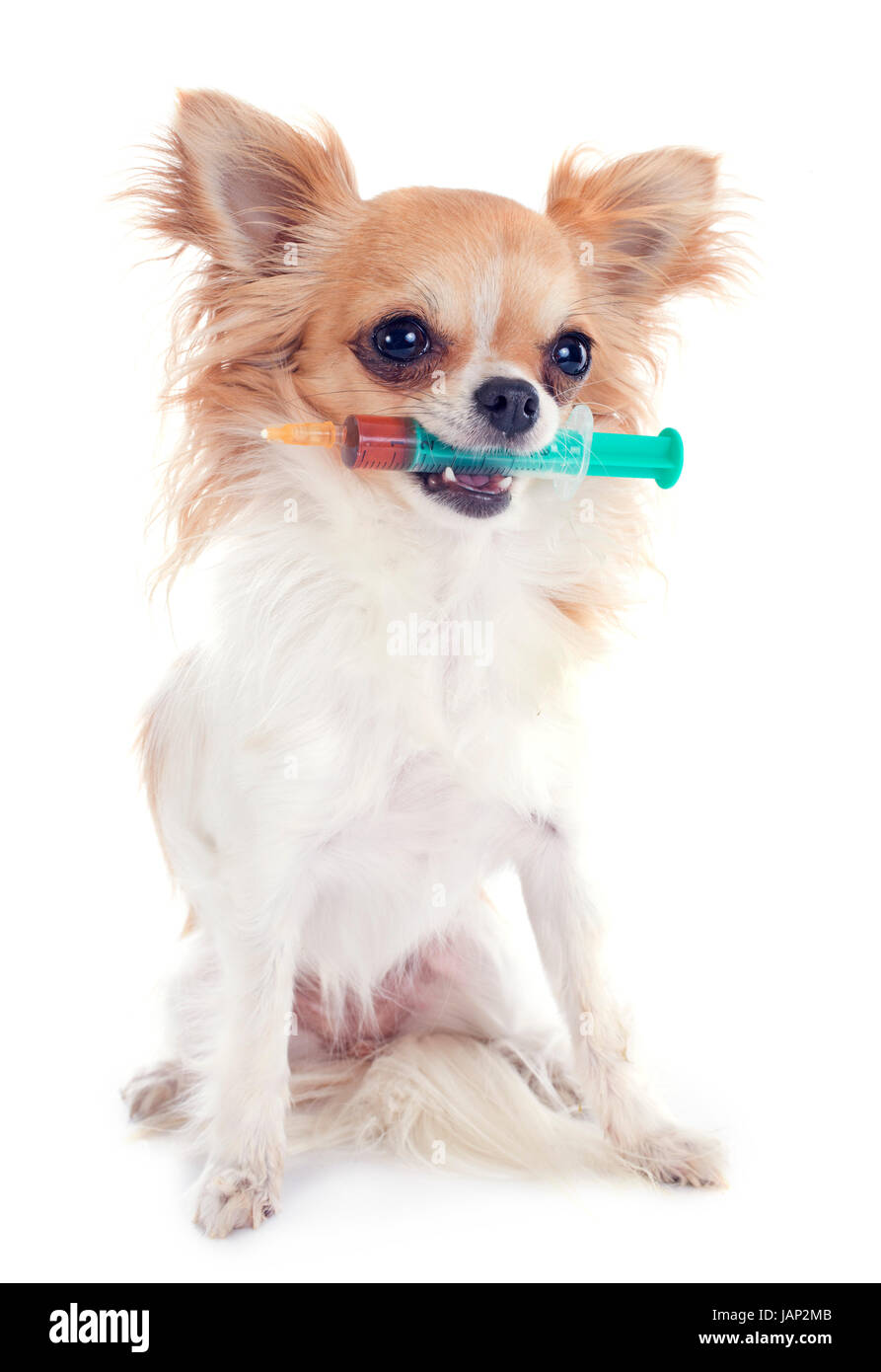 chihuahua and syringe in front of white background Stock Photo - Alamy
