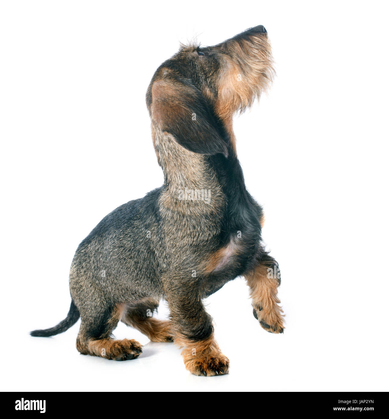 puppy Wire haired dachshund in front of white background Stock Photo