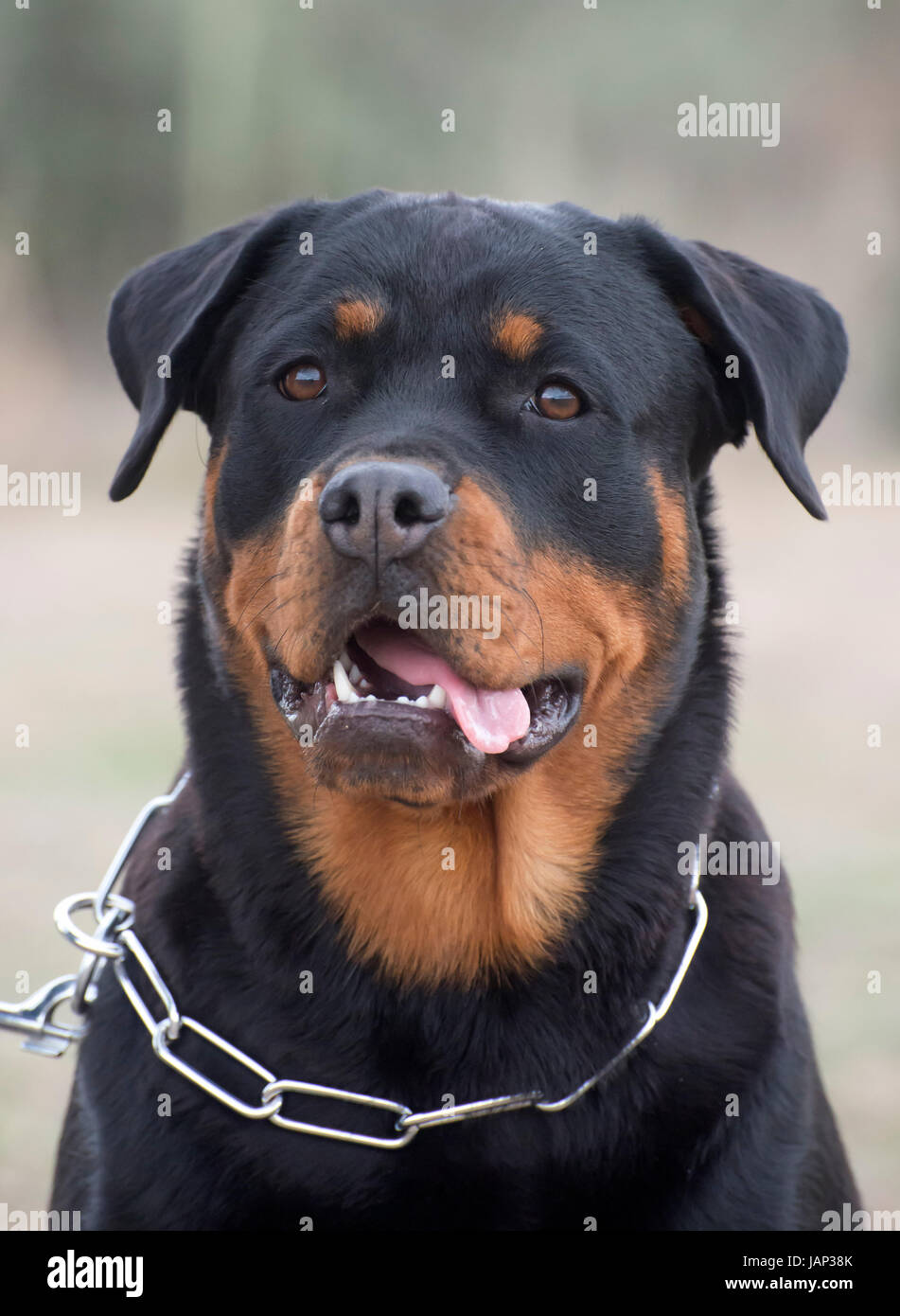 portrait of a purebred rottweiler in a garden Stock Photo - Alamy