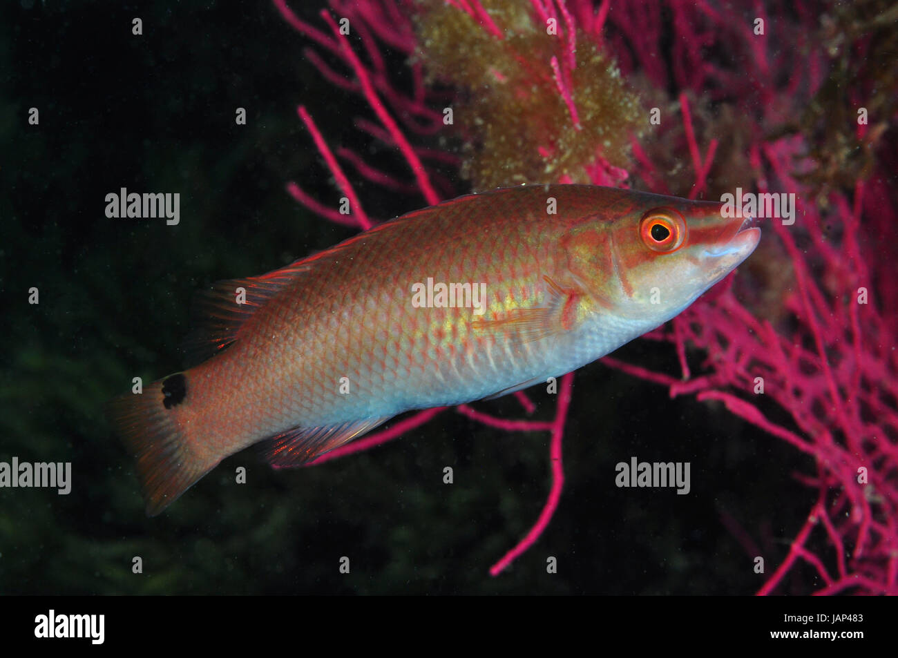 Goldsinny wrasse in Galician waters Stock Photo