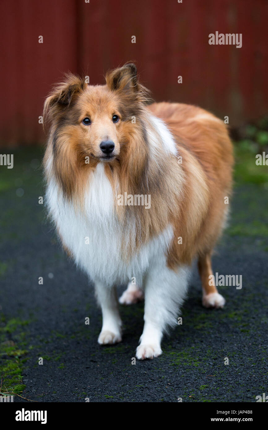 overweight collie dog