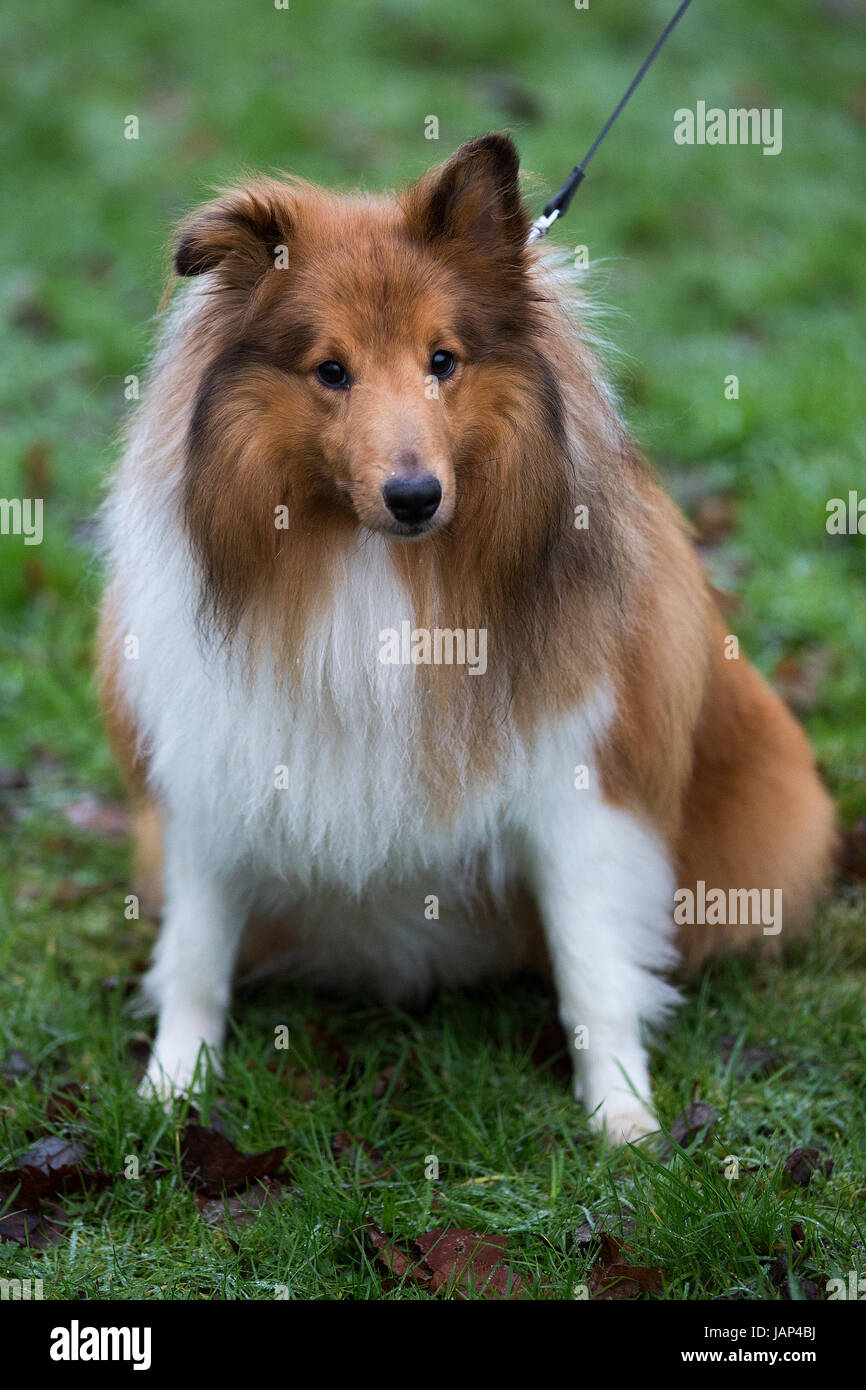 overweight collie dog