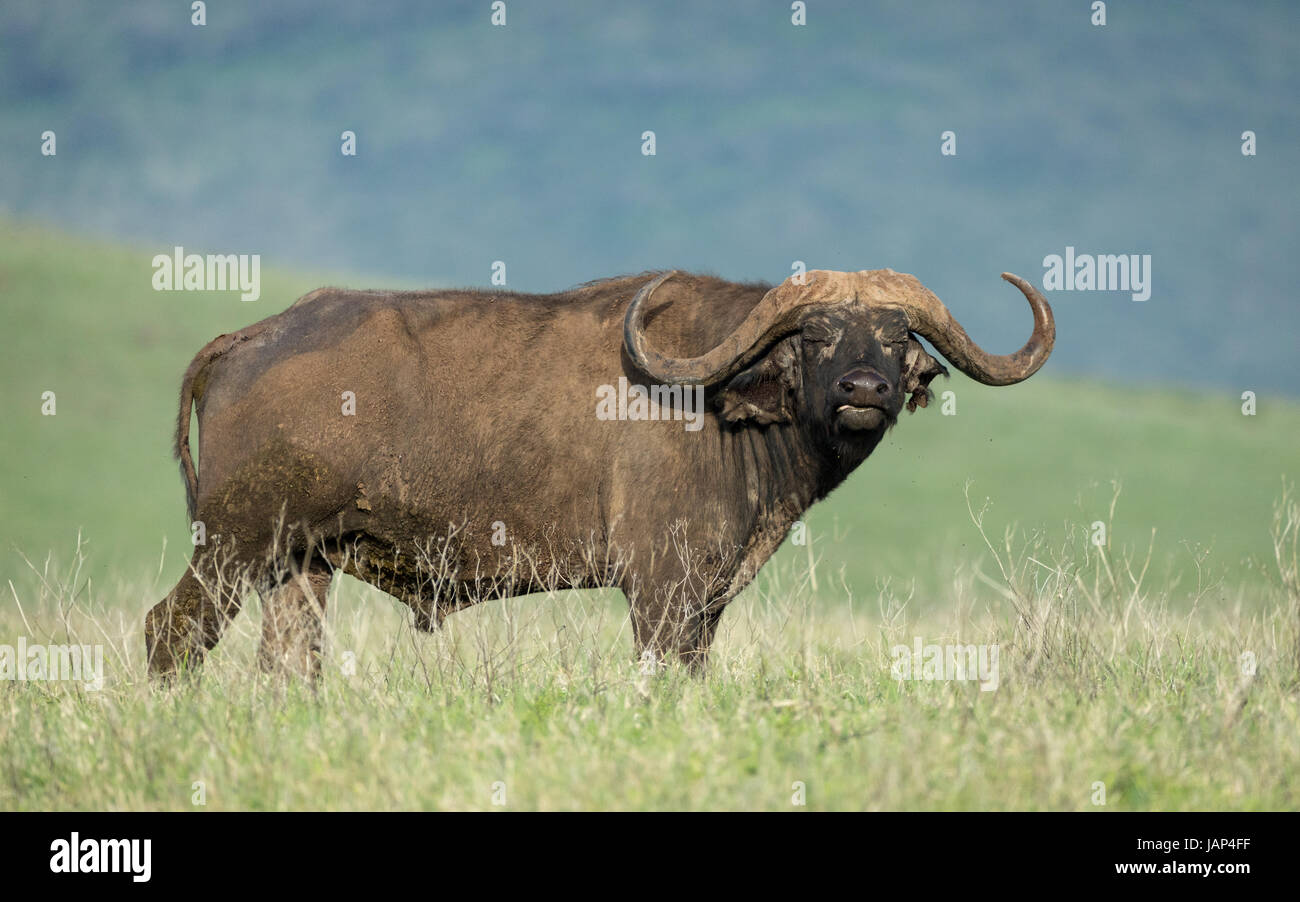 Bull African Buffalo in Tanzania's Ngorongoro Crater, Africa Stock Photo