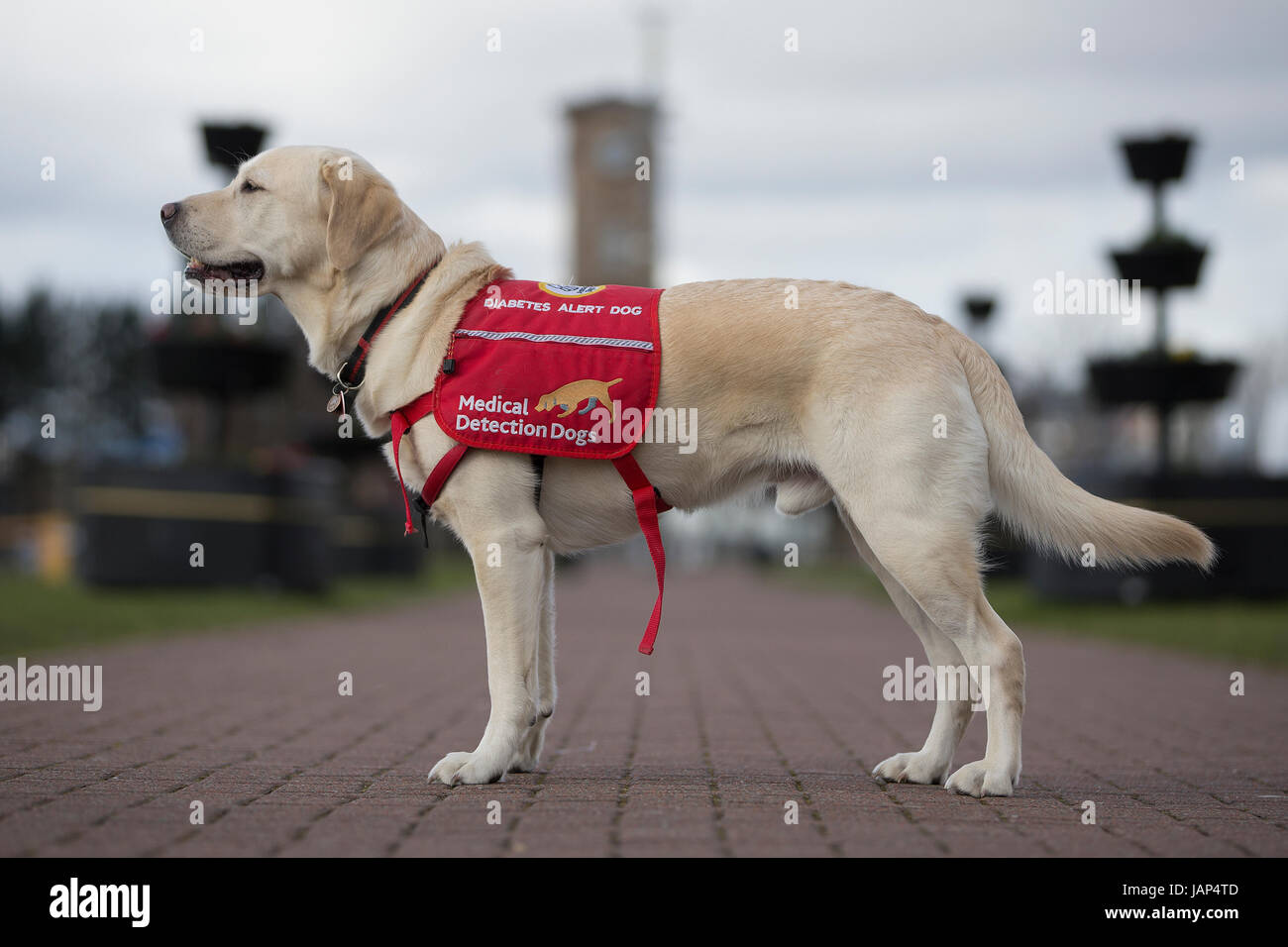 Labrador Retriever Medical Detection dog at the SEC in Glasgow Stock Photo