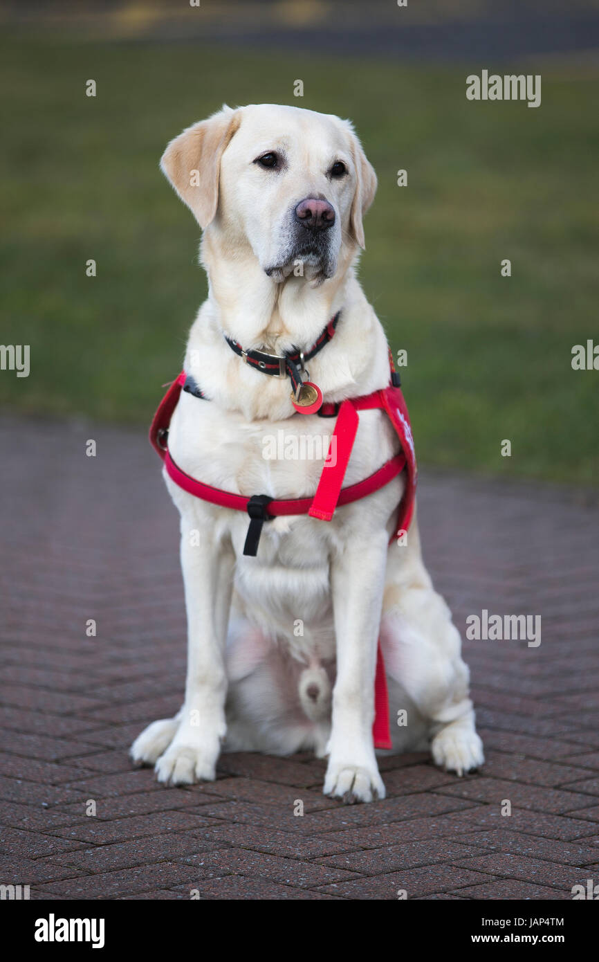 Labrador Retriever Medical Detection dog at the SEC in Glasgow Stock Photo