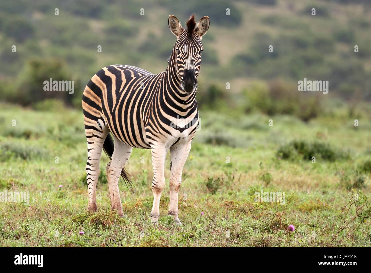 Zebra Hand Some Handsome striped zebra standing on the African grass land Stock Photo ...