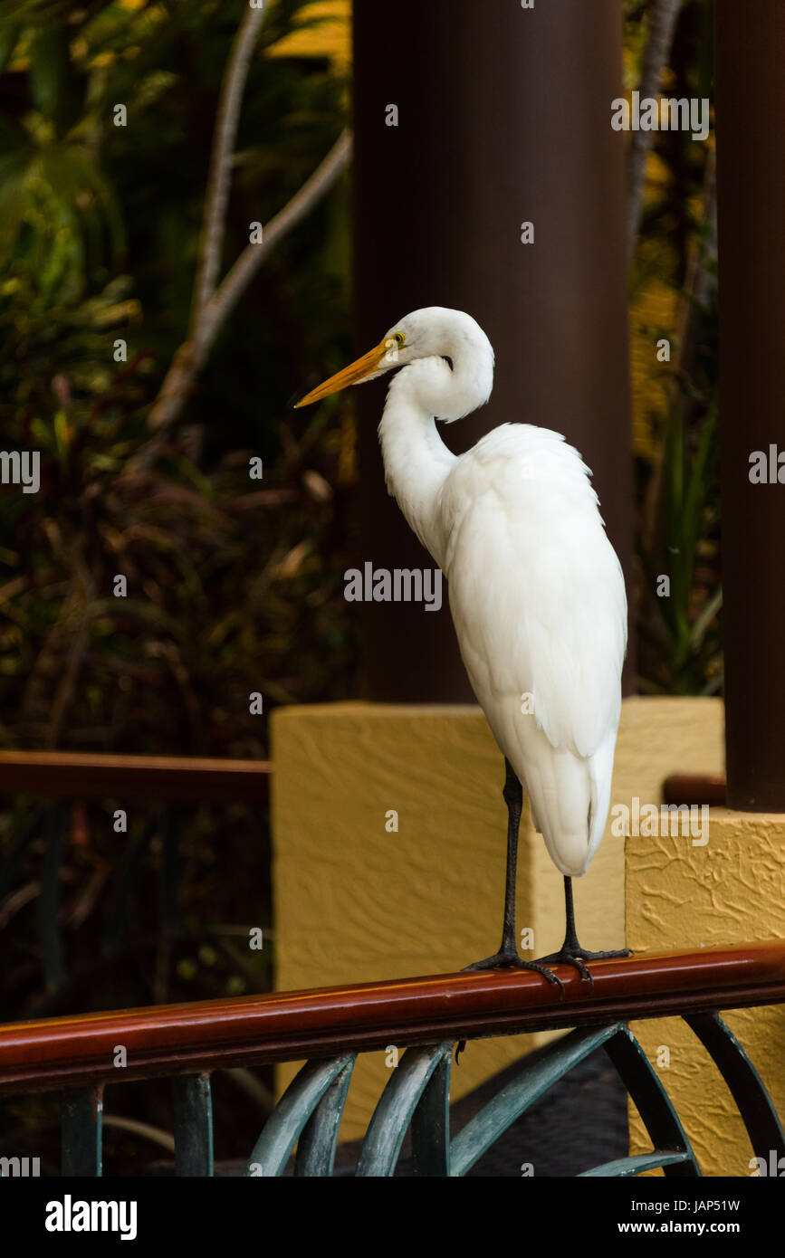Large White Bird/Egret Perched On Railing Stock Photo