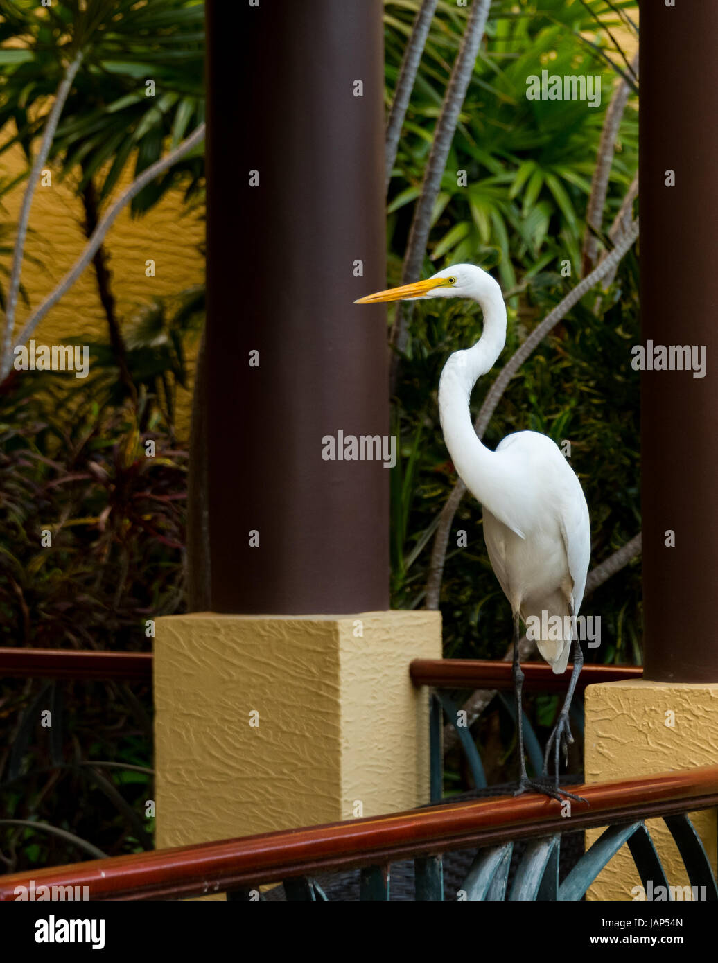 Large White Bird/Egret Perched On Railing Stock Photo