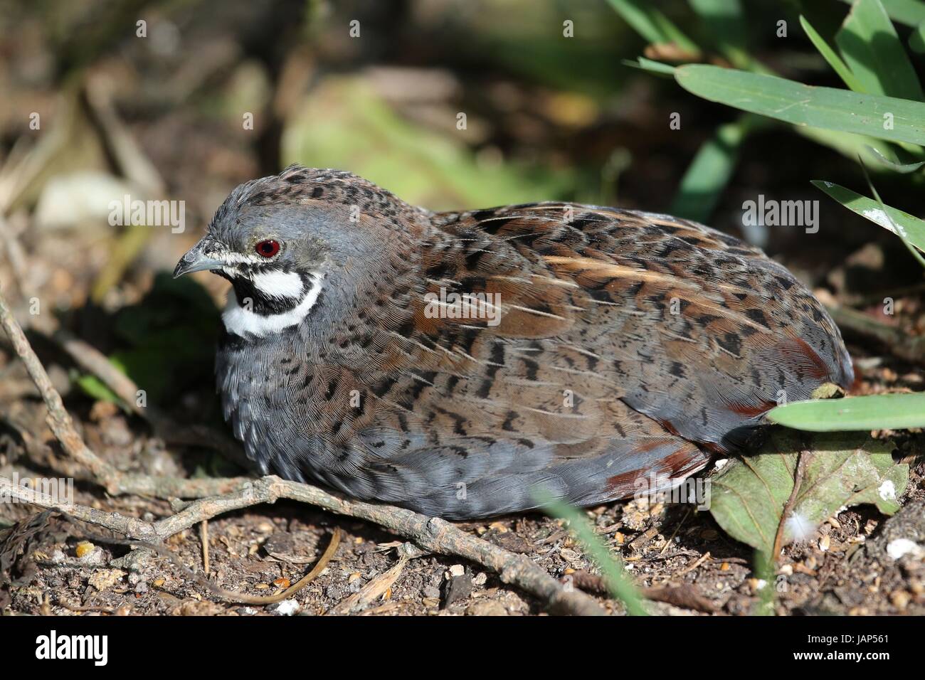 Chinese Painted Quail with beautiful markings resting in the ...