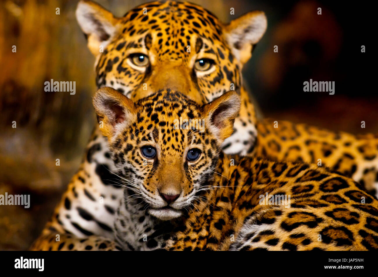 vestir curva De acuerdo con Little Baby Jaguar and its mother looking straight into the camera Stock  Photo - Alamy