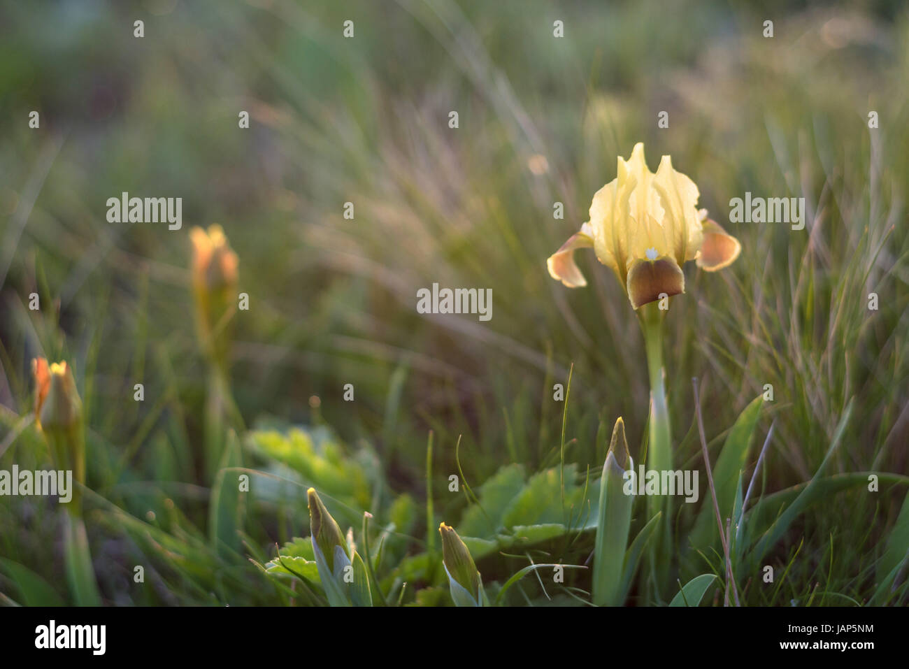 Wildflowers wallpaper hi-res stock photography and images - Alamy